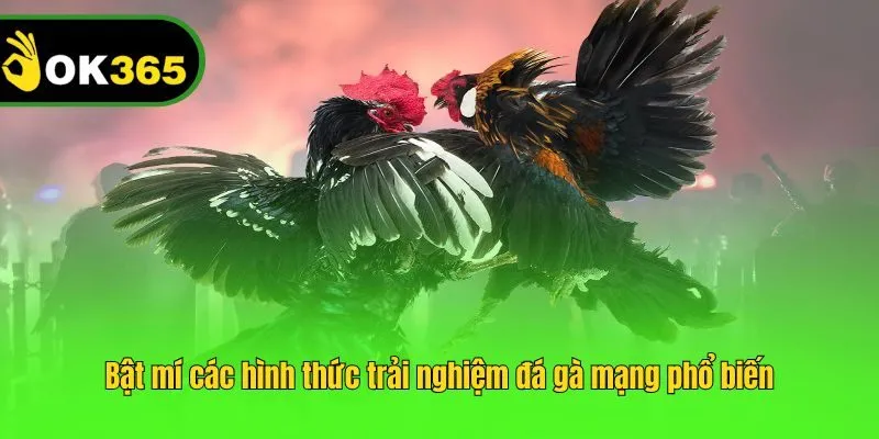 Bật mí các hình thức trải nghiệm đá gà mạng phổ biến