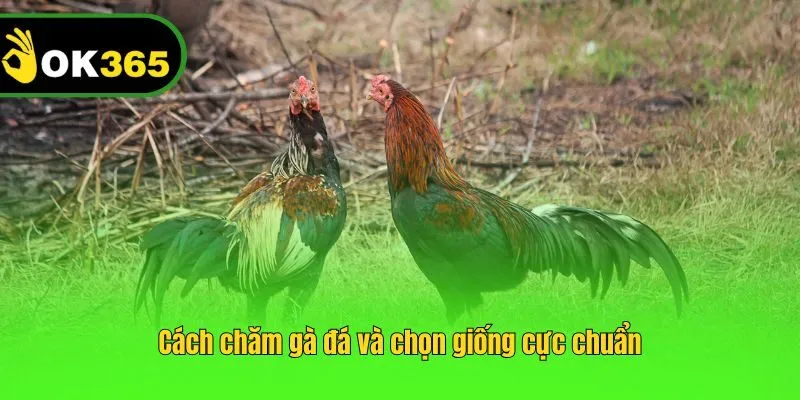 Cách chăm gà đá và chọn giống cực chuẩn