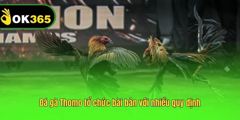 Đá gà Thomo tổ chức bài bản với nhiều quy định
