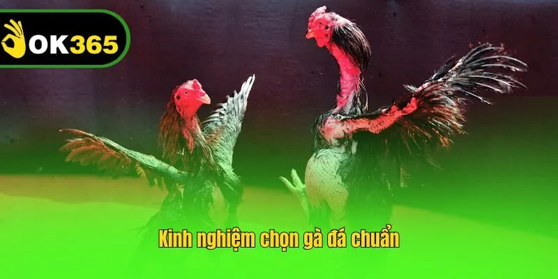 Kinh nghiệm chọn gà đá chuẩn