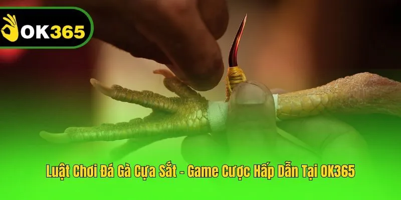 Đá gà cựa sắt là game cược thú vị tại OK365