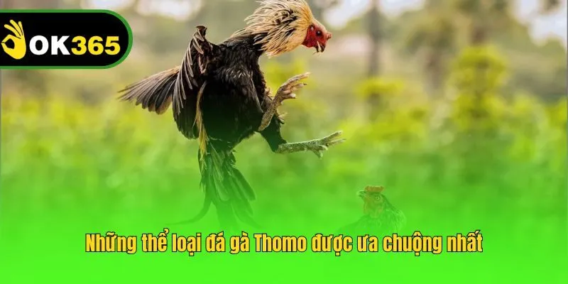 Những thể loại đá gà Thomo được ưa chuộng nhất