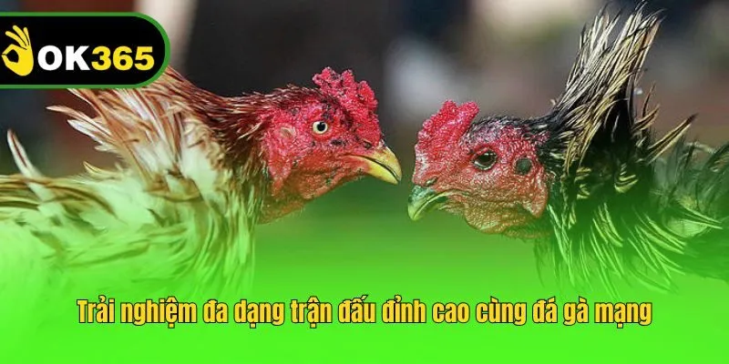 Trải nghiệm đa dạng trận đấu đỉnh cao cùng đá gà mạng